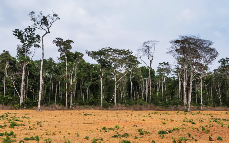El Amazonas podría no tener un punto de inflexión. Pero todavía está en  problemas